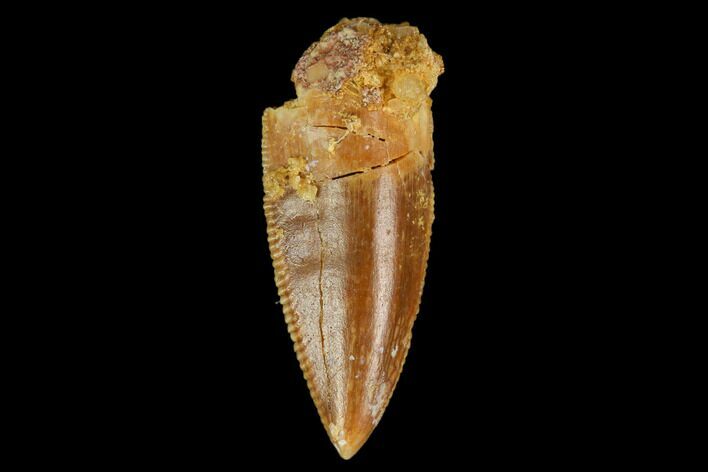 Serrated, Raptor Tooth - Real Dinosaur Tooth #127049